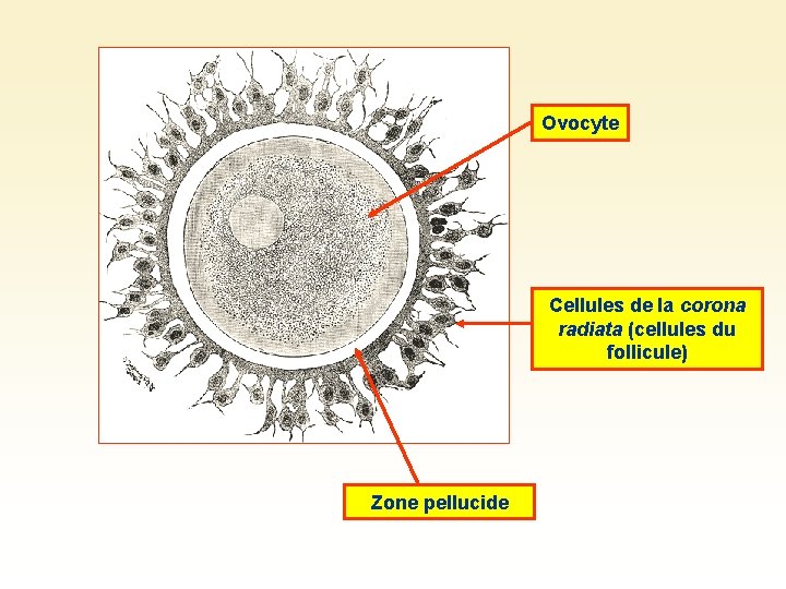 Ovocyte Cellules de la corona radiata (cellules du follicule) Zone pellucide 