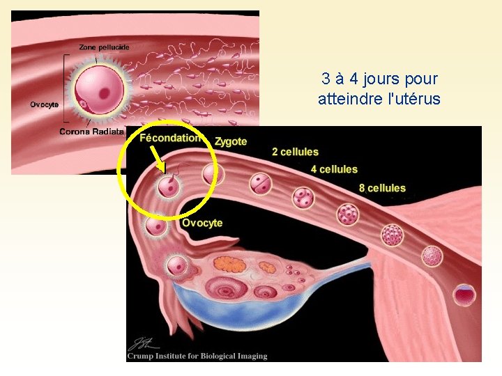 3 à 4 jours pour atteindre l'utérus 