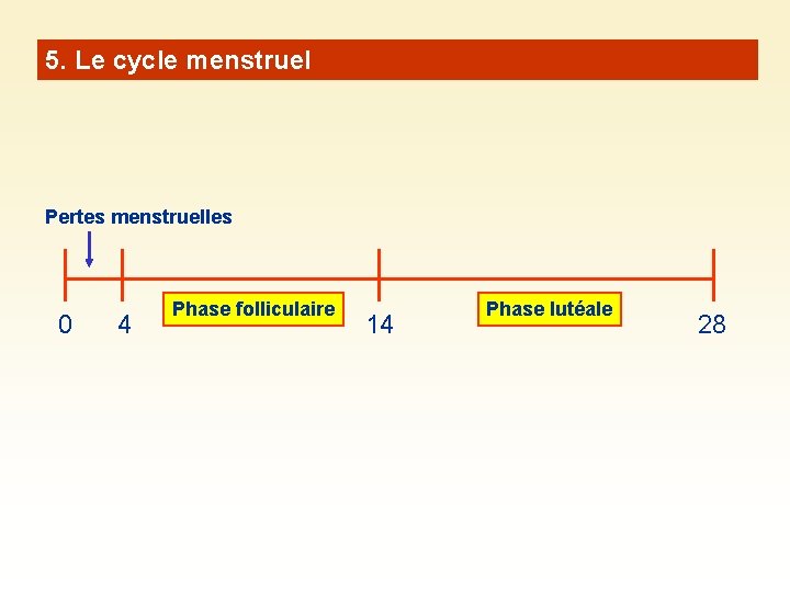 5. Le cycle menstruel Pertes menstruelles 0 4 Phase folliculaire 14 Phase lutéale 28