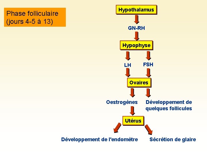 Phase folliculaire (jours 4 -5 à 13) Hypothalamus GN-RH Hypophyse LH FSH Ovaires Oestrogènes