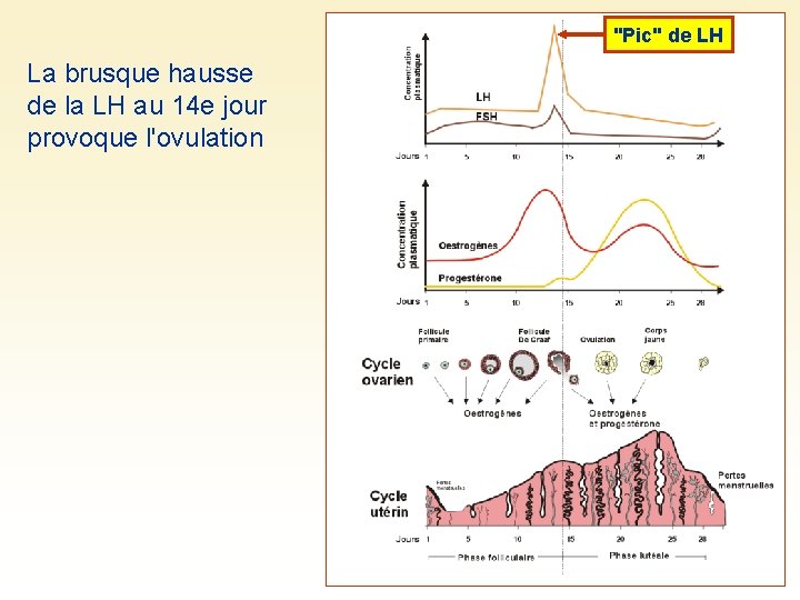 "Pic" de LH La brusque hausse de la LH au 14 e jour provoque