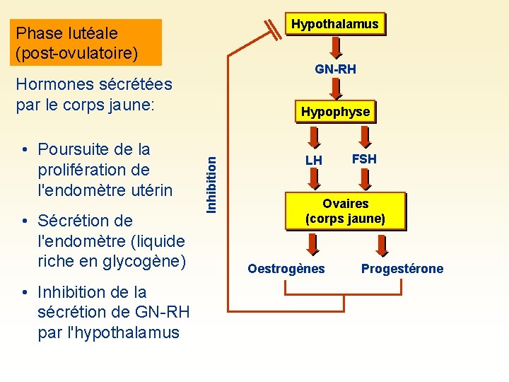 Hypothalamus Phase lutéale (post-ovulatoire) GN-RH Hormones sécrétées par le corps jaune: • Sécrétion de