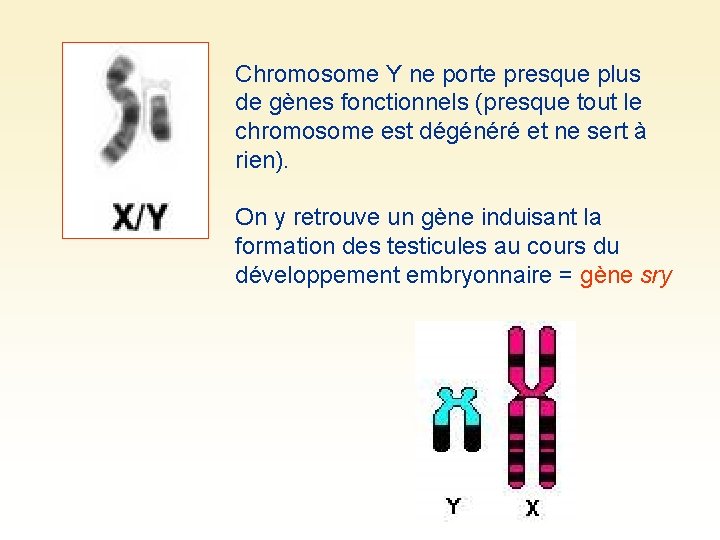 Chromosome Y ne porte presque plus de gènes fonctionnels (presque tout le chromosome est