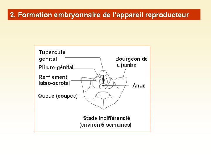 2. Formation embryonnaire de l'appareil reproducteur 