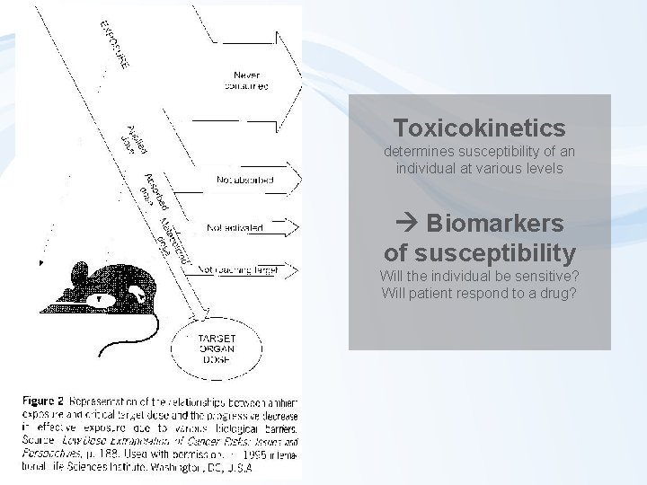 Toxicokinetics determines susceptibility of an individual at various levels Biomarkers of susceptibility Will the