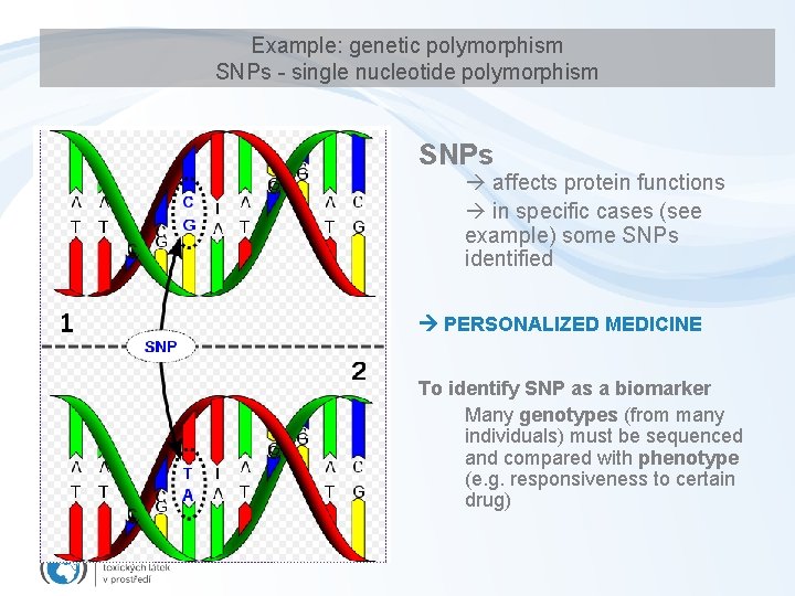 Example: genetic polymorphism SNPs - single nucleotide polymorphism SNPs affects protein functions in specific