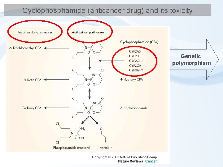 Cyclophosphamide (anticancer drug) and its toxicity Genetic polymorphism 