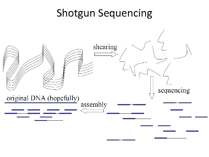 Shotgun Sequencing 