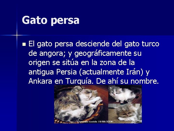 Gato persa n El gato persa desciende del gato turco de angora; y geográficamente
