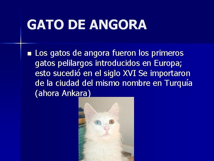 GATO DE ANGORA n Los gatos de angora fueron los primeros gatos pelilargos introducidos