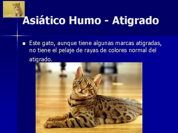 Asiático Humo - Atigrado n Este gato, aunque tiene algunas marcas atigradas, no tiene