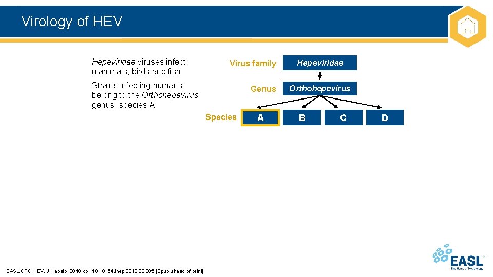 Virology of HEV Hepeviridae viruses infect mammals, birds and fish Virus family Strains infecting