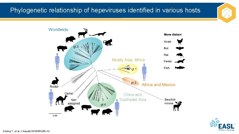 Phylogenetic relationship of hepeviruses identified in various hosts Mostly Asia, Africa China and Southeast