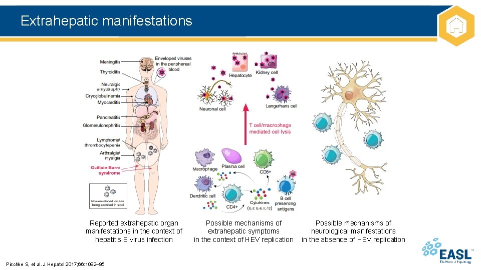 Extrahepatic manifestations Reported extrahepatic organ manifestations in the context of hepatitis E virus infection