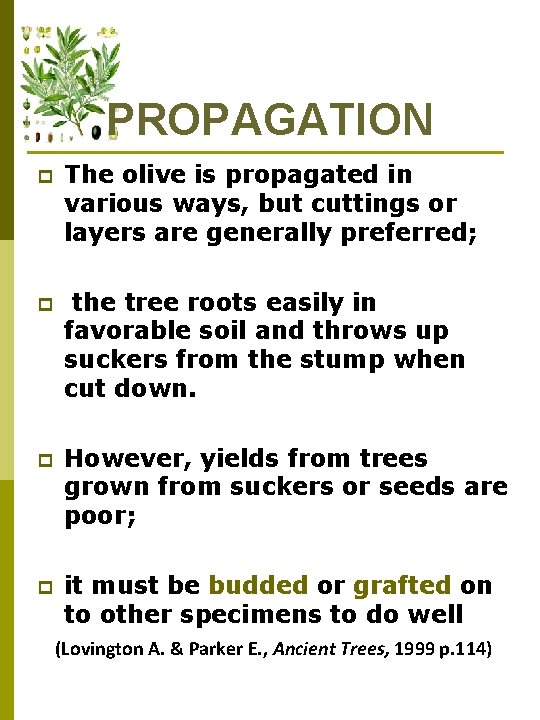 PROPAGATION p The olive is propagated in various ways, but cuttings or layers are