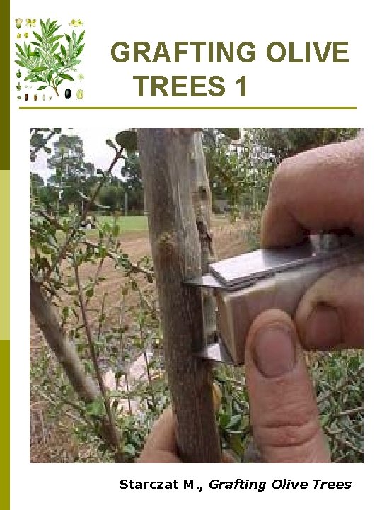 GRAFTING OLIVE TREES 1 Starczat M. , Grafting Olive Trees 