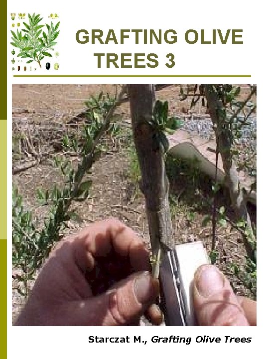 GRAFTING OLIVE TREES 3 Starczat M. , Grafting Olive Trees 