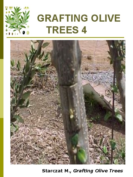 GRAFTING OLIVE TREES 4 Starczat M. , Grafting Olive Trees 