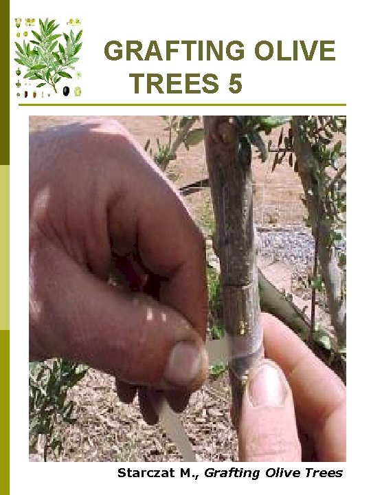 GRAFTING OLIVE TREES 5 Starczat M. , Grafting Olive Trees 