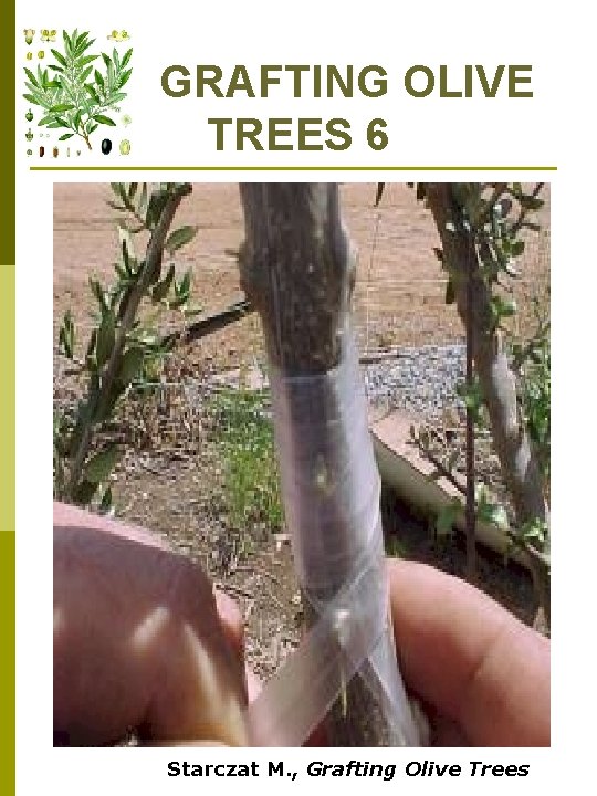 GRAFTING OLIVE TREES 6 Starczat M. , Grafting Olive Trees 