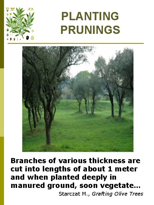 PLANTING PRUNINGS Branches of various thickness are cut into lengths of about 1 meter