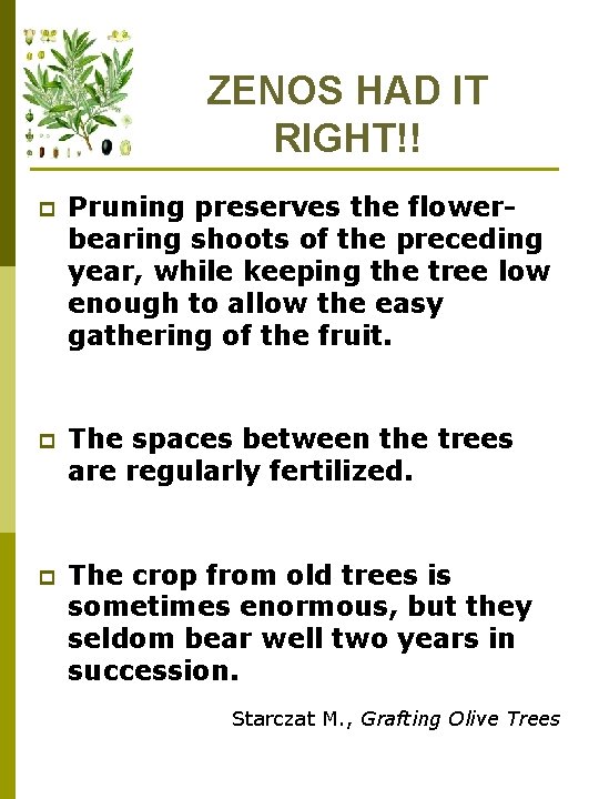 ZENOS HAD IT RIGHT!! p Pruning preserves the flowerbearing shoots of the preceding year,