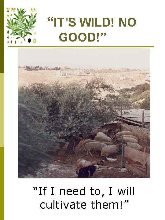 “IT’S WILD! NO GOOD!” “If I need to, I will cultivate them!” 
