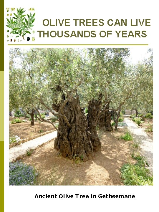OLIVE TREES CAN LIVE THOUSANDS OF YEARS Ancient Olive Tree in Gethsemane 
