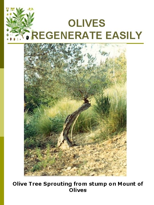 OLIVES REGENERATE EASILY Olive Tree Sprouting from stump on Mount of Olives 