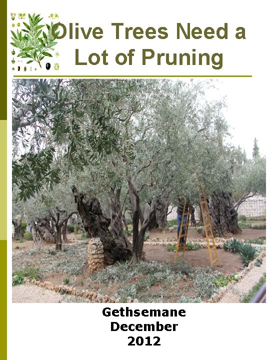 Olive Trees Need a Lot of Pruning Gethsemane December 2012 