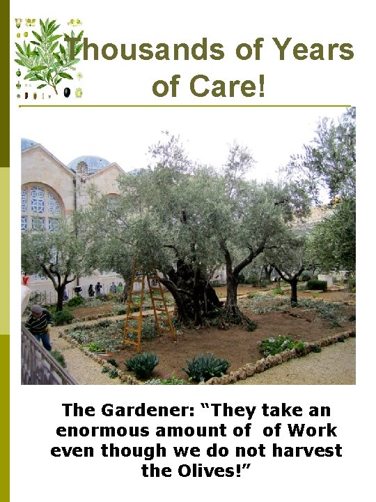 Thousands of Years of Care! The Gardener: “They take an enormous amount of of