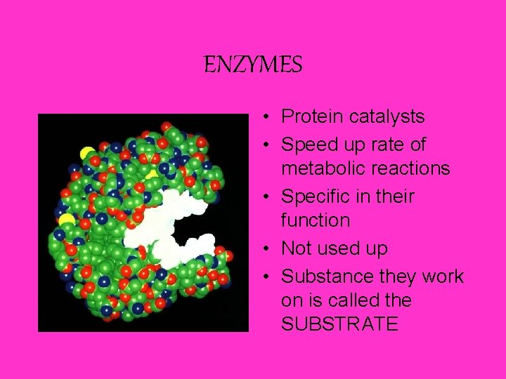 ENZYMES • Protein catalysts • Speed up rate of metabolic reactions • Specific in
