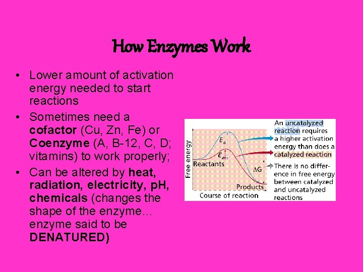 How Enzymes Work • Lower amount of activation energy needed to start reactions •