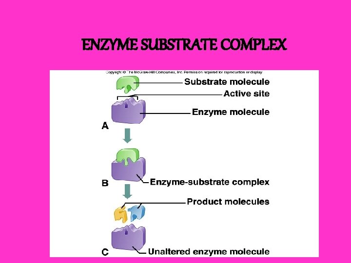 ENZYME SUBSTRATE COMPLEX 