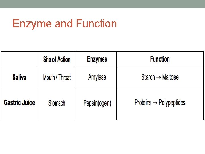 Enzyme and Function 