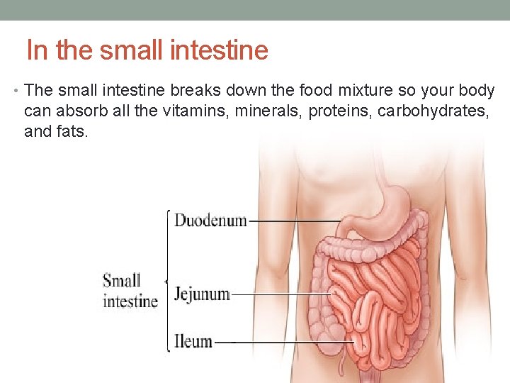 In the small intestine • The small intestine breaks down the food mixture so