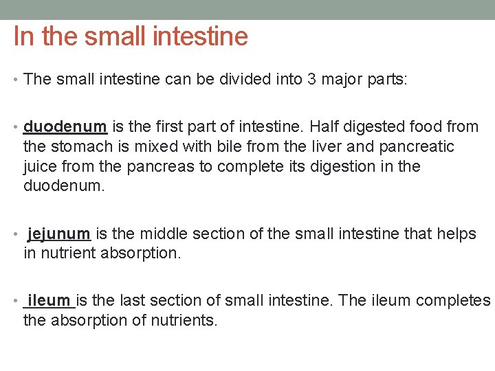 In the small intestine • The small intestine can be divided into 3 major