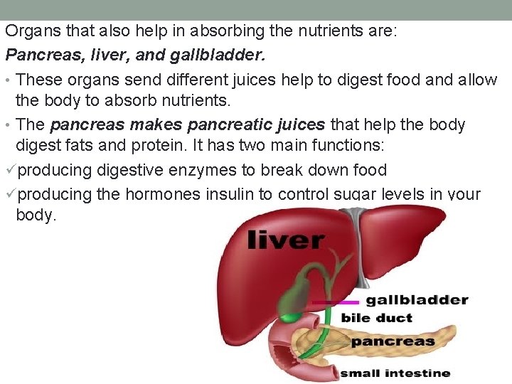 Organs that also help in absorbing the nutrients are: Pancreas, liver, and gallbladder. •