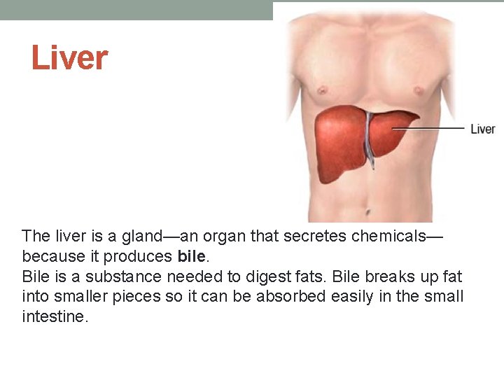 Liver The liver is a gland—an organ that secretes chemicals— because it produces bile.