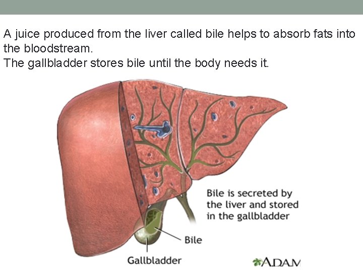 A juice produced from the liver called bile helps to absorb fats into the