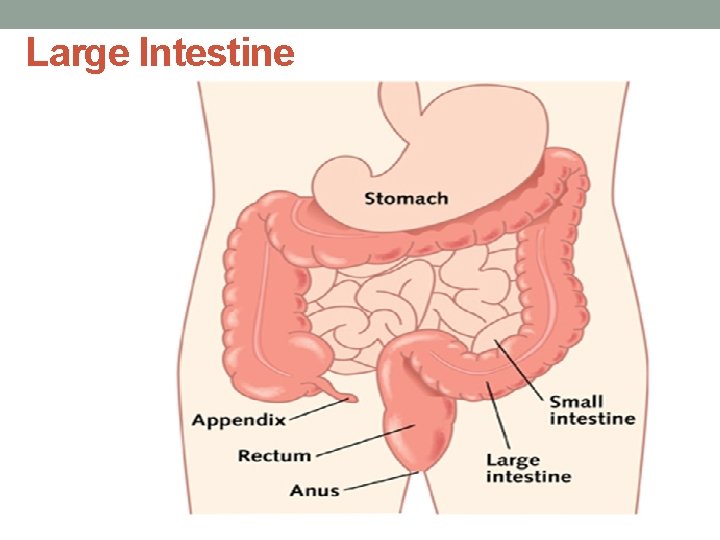 Large Intestine 