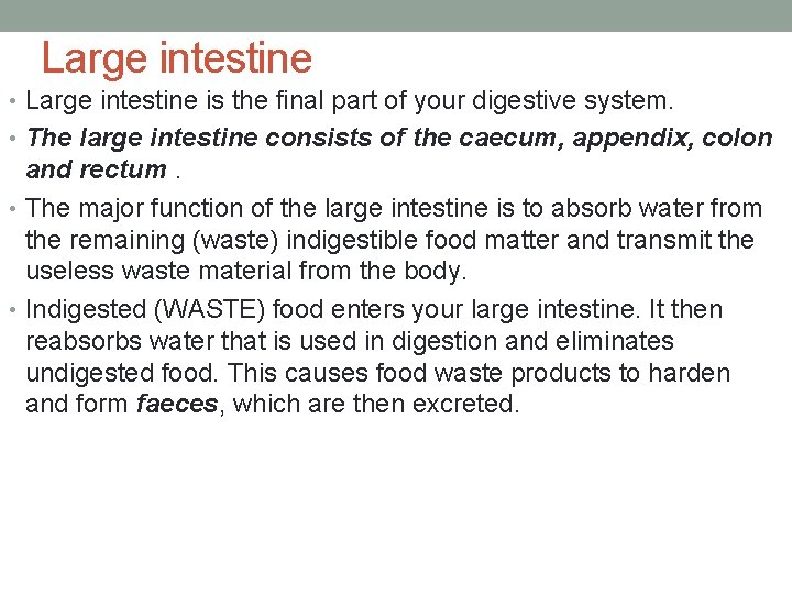 Large intestine • Large intestine is the final part of your digestive system. •