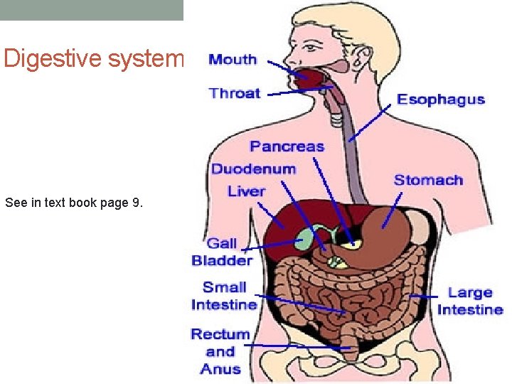 Digestive system See in text book page 9. 