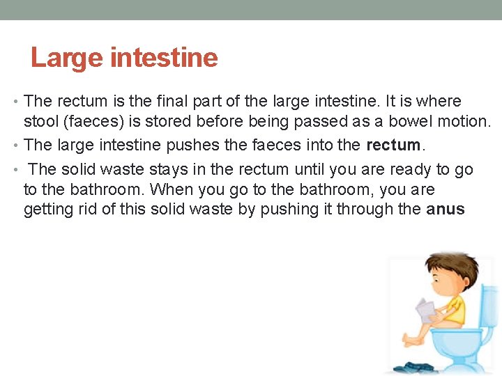 Large intestine • The rectum is the final part of the large intestine. It