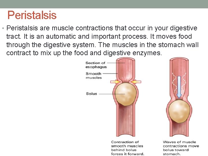 Peristalsis • Peristalsis are muscle contractions that occur in your digestive tract. It is