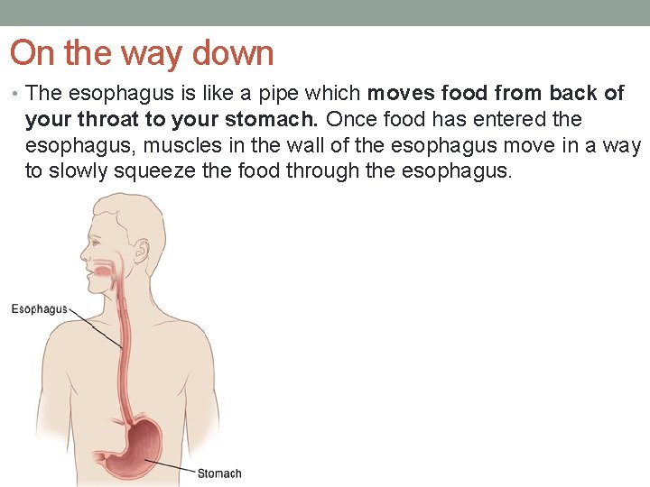 On the way down • The esophagus is like a pipe which moves food