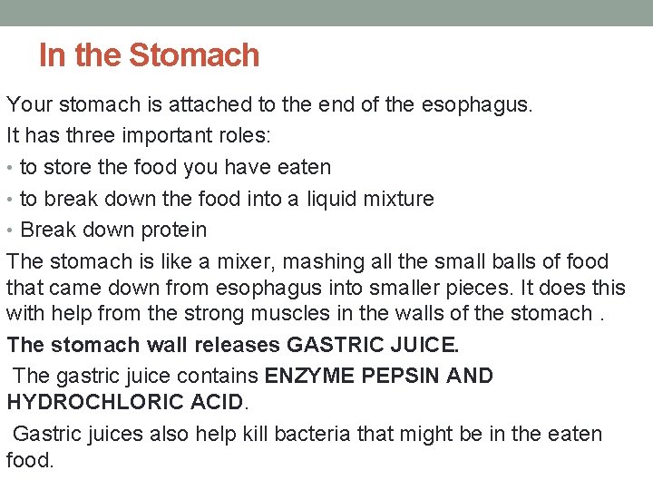 In the Stomach Your stomach is attached to the end of the esophagus. It