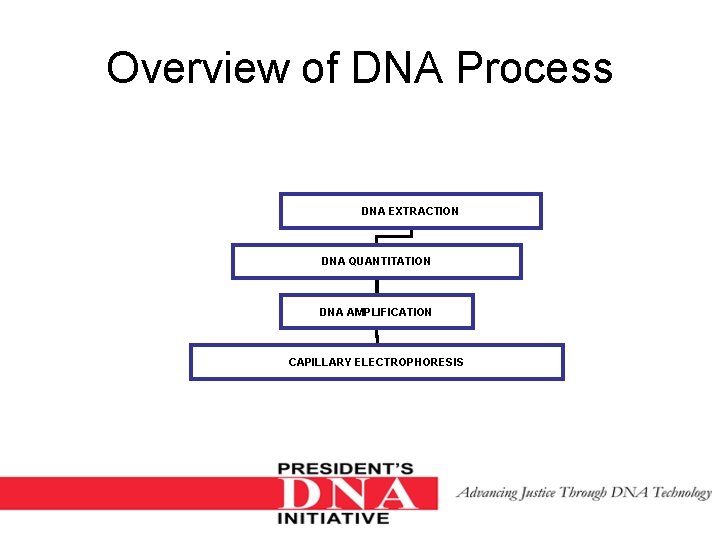 Overview of DNA Process DNA EXTRACTION DNA QUANTITATION DNA AMPLIFICATION CAPILLARY ELECTROPHORESIS 