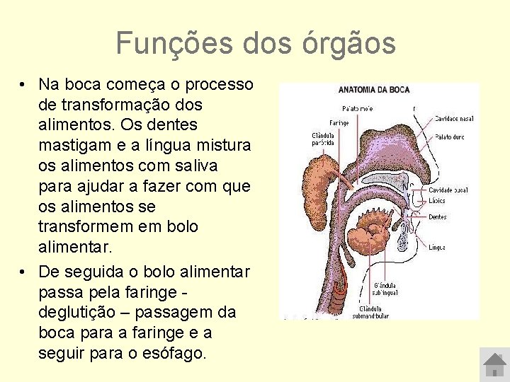 O Corpo Humano Escola EB 23 Vasco Santana