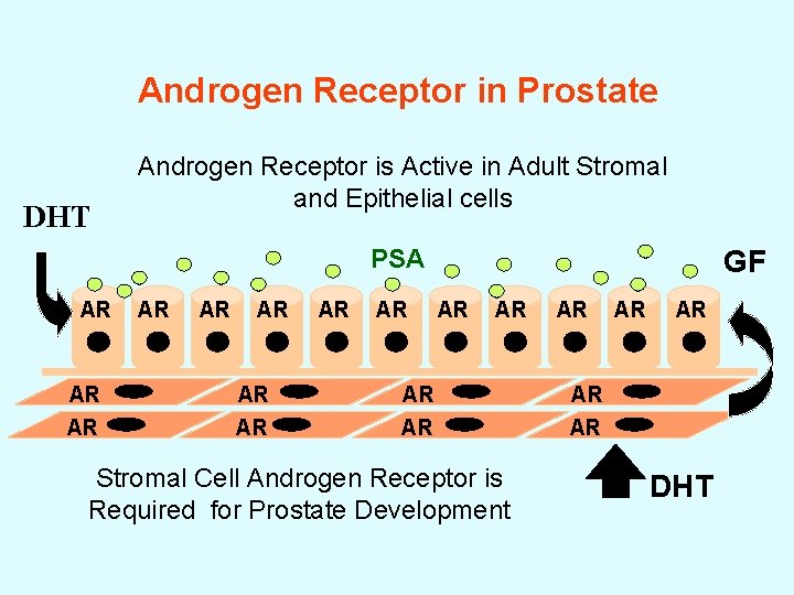 Androgen Receptor in Prostate DHT Androgen Receptor is Active in Adult Stromal and Epithelial